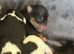 Rare Parti Yorkie Girls + Classic Siblings – 4 Girls & 1 Boy!