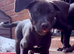 Ready for  Siberian Shepsky x Weimaraner Puppies