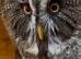 Pair of Great Grey Owls
