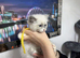 Ragdoll Kittens lilac boy Bi colour girls blue point