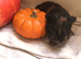 Female baby guinea pig