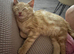 Ginger female kitten looking for her home