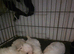Maltese puppies for sale