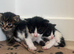 6 Adorable Mixed-Breed Kittens Looking for Loving Homes