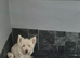 West highland white terrier pups
