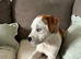 Lovely puggle male for sale