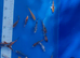 Japanese koi collection ip2