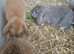 3 beautiful babies