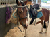 India 12.2 pony in Norwich
