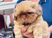 Stunning liver small Shih Tzu boy puppy