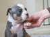 Pocket bully puppies