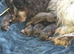 Stunning tri and chocolate with white F1 cockapoo puppies