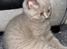 5 kittens looking for loving home