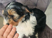 For sale Yorkshire terrier boy 9 weeks