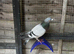 Racing pigeons
