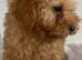 Toy poodle puppy’s