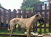 Bedlington whippet