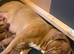 Dogue de Bordeaux