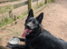 17 month black female German shepherd