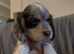 Half Show Half Working Cocker Spaniel Puppies