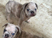 1. Lilac Merle Boy and 1. Lilac Merle girl left