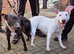 English Bull Terrier Male