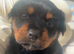 Stunning rotti pup mollie