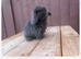 Mini lop rabbits