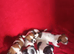 Litter of 5 x Small Jack Tzu Puppies 4 Girls 1 Boy