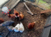 Warren laying hens