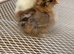 Pekin Bantam chicks