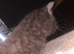 4 beautiful little kittens