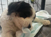 Adorable puppies ready 30th AUGUST