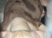 Olde English bulldog