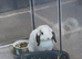 Beautiful Sallendar Doe Mini Lop Looking For a Loving Home