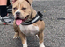 Pocket bully female