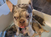 French Bulldog Last 1