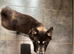 3 beautiful female merle chowskis for sale