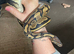 8 royal pythons for sale