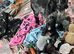 Stunning blue roan show type cocker spaniel puppies