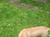 Lovely chunky labrador girl