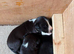 Collie puppies
