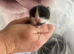 3 little kittens for sale