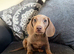 Kc registered miniature dashound