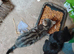 2 very friendly kittens, 1 tabby,1 black