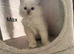 Ragdoll pure breed kittens Ready now !!