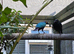 purple glossy starlings