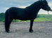 Black Standard Shetland Colt