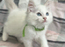 Gorgeous ragdoll kittens