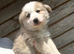 Outstanding chowskies needing for ever homes